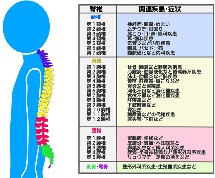 背骨の神経支配と症状