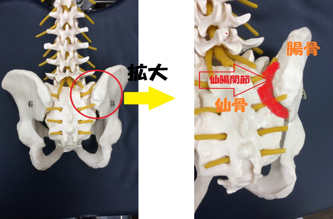仙腸関節 仙腸関節